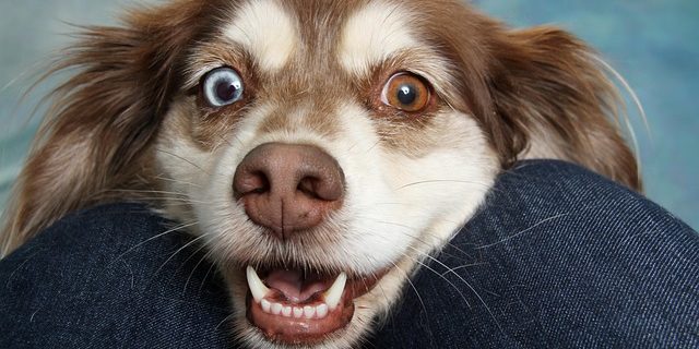 Comment un chien voit il ?