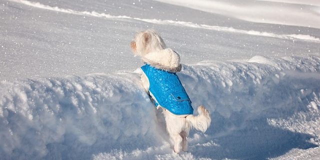 Manteau pour chien, utile ou gadget ?