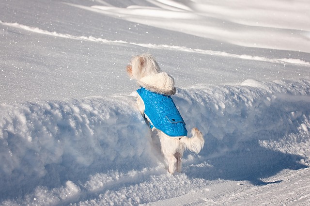 Manteau pour chien, utile ou gadget ?