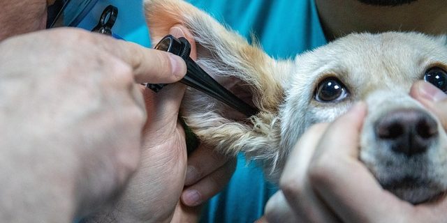 Assistant vétérinaire tenant un chien lors d'une consultation