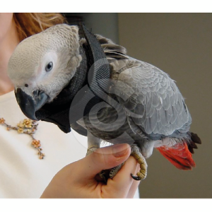 Collier Lune perroquet