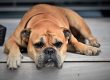 Photo chien allongé souffrant de parvovirose