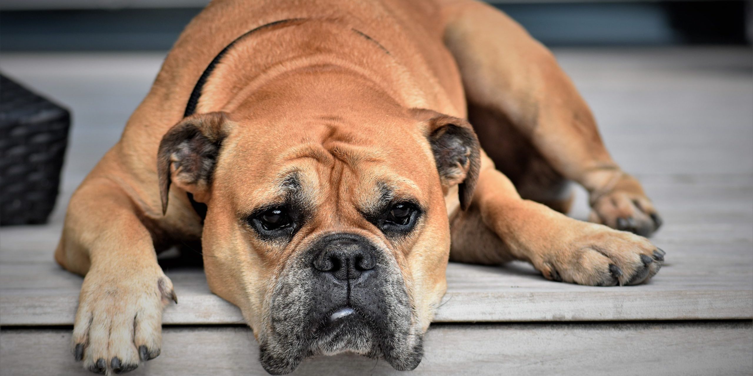 Photo chien allongé souffrant de parvovirose