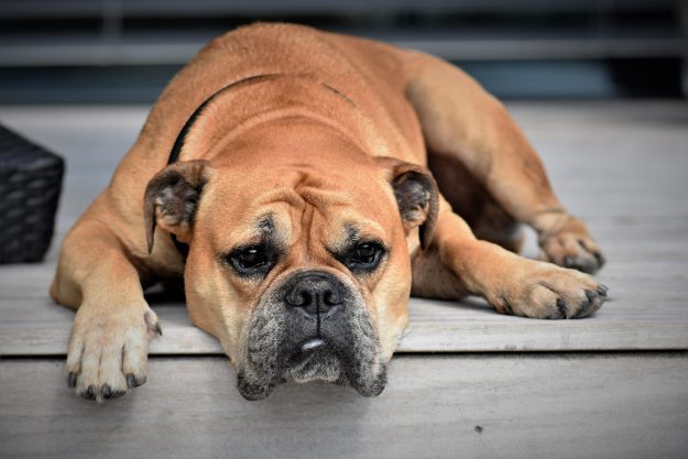 Photo chien allongé souffrant de parvovirose