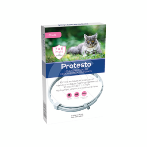Protesto Collier Chat